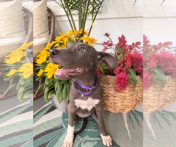 Medium Photo #4 Mutt Puppy For Sale in Greenville, SC, USA