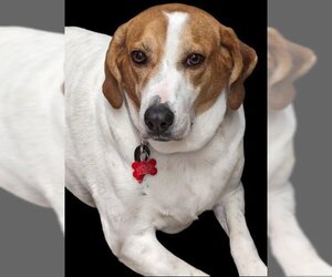 Peach Groot - Female Beagle-Great Pyrenees Mix Dog for Adoption - Photo #3