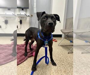 Mutt Dogs for adoption in Boston, MA, USA