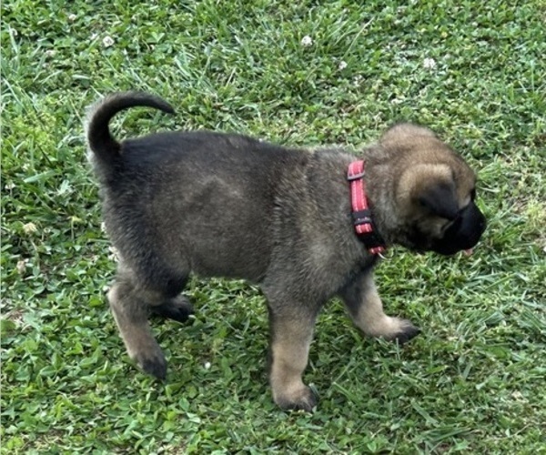 Medium Photo #2 Belgian Malinois Puppy For Sale in LINCOLNTON, NC, USA