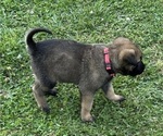 Small #1 Belgian Malinois