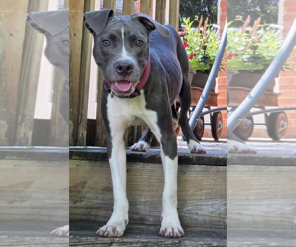 Medium Photo #3 American Pit Bull Terrier-Unknown Mix Puppy For Sale in Germantown, OH, USA