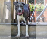 Small #2 American Pit Bull Terrier Mix