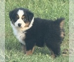 Small #1 Australian Shepherd
