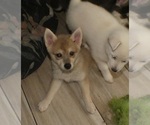 Small #5 Alaskan Klee Kai-Shiba Inu Mix
