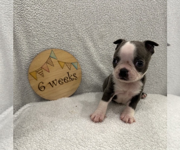Medium Photo #1 Faux Frenchbo Bulldog Puppy For Sale in RIDGEVILLE, SC, USA