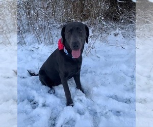 Mother of the Labrador Retriever puppies born on 04/29/2025