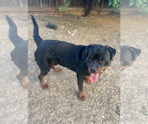 Rottweiler Puppy for sale in BRENTWOOD, CA, USA