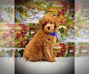 Poodle (Miniature) Puppy for sale in WINNSBORO, LA, USA