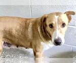 Small #1 Labrador Retriever