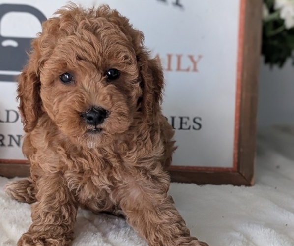 Medium Photo #37 Poodle (Miniature) Puppy For Sale in GOSHEN, IN, USA