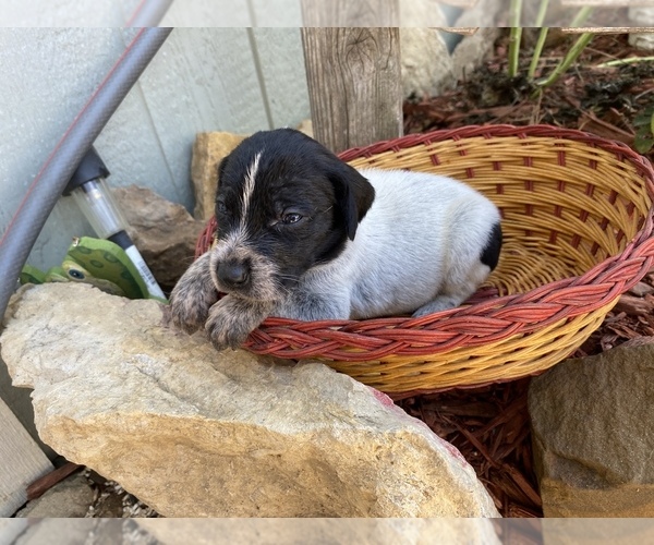 Medium Photo #14 German Wirehaired Pointer Puppy For Sale in PAOLA, KS, USA