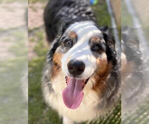 Blue - Male Australian Shepherd Dog for Adoption - Photo #8