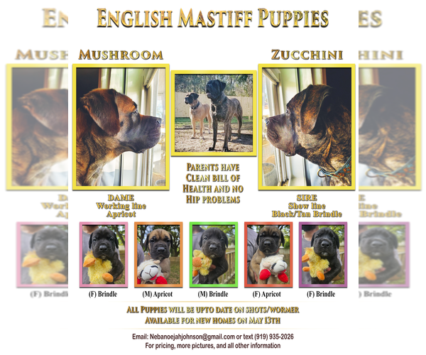 Medium Photo #1 Mastiff Puppy For Sale in CONWAY, SC, USA