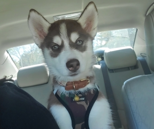 Medium Photo #3 Siberian Husky Puppy For Sale in BOWIE, MD, USA