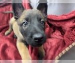 Small Photo #85 Belgian Malinois Puppy For Sale in REESEVILLE, WI, USA