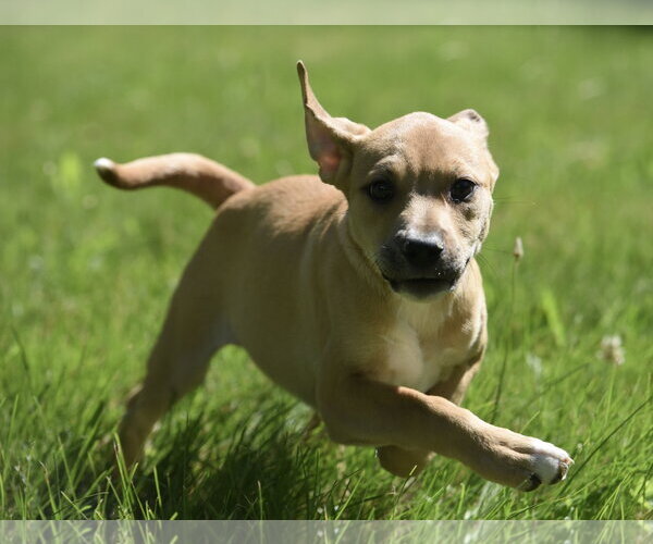 Medium Photo #10 Shepradors Puppy For Sale in Mechanicsburg, PA, USA