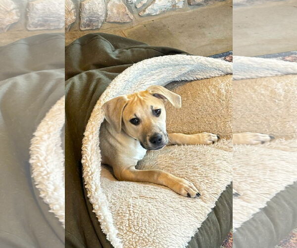 Medium Photo #2 Mutt Puppy For Sale in MECHANICSBURG, PA, USA