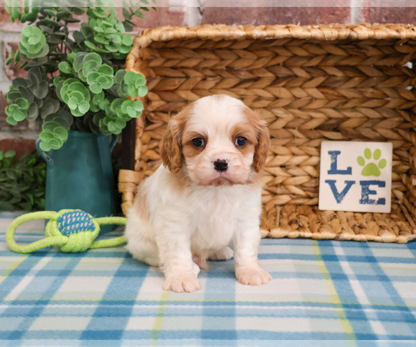 Medium Photo #2 Cavalier King Charles Spaniel Puppy For Sale in SYRACUSE, IN, USA