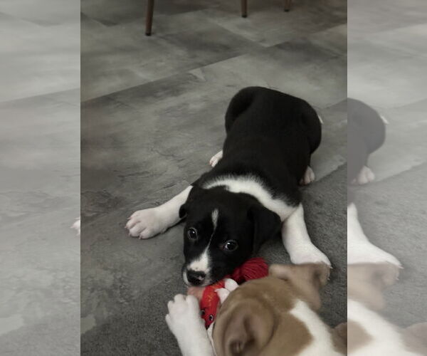 Medium Photo #2 Labrador Retriever Puppy For Sale in The Woodlands, TX, USA
