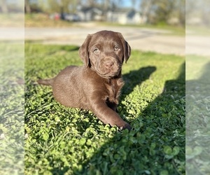 Aussiedoodle Puppy for sale in WASHBURN, MO, USA