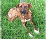 Small #1 Anatolian Shepherd Mix