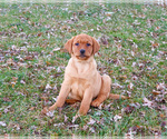 Small #9 Labrador Retriever