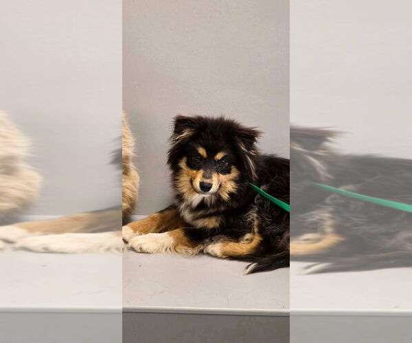 Medium Photo #1 Australian Shepherd Puppy For Sale in Osgood, IN, USA