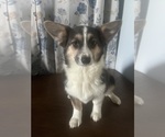Small #44 Aussie-Corgi