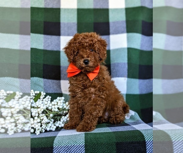 Medium Photo #1 Poodle (Miniature) Puppy For Sale in NEW HOLLAND, PA, USA