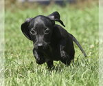 Small #8 Dachshund Mix