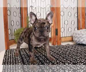 Faux Frenchbo Bulldog Puppy for sale in NAPLES, FL, USA
