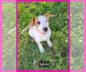 Mutt Dogs for adoption in Granbury, TX, USA
