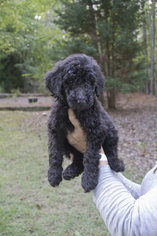 Poodle (Standard) Puppy for sale in WINSTON, GA, USA