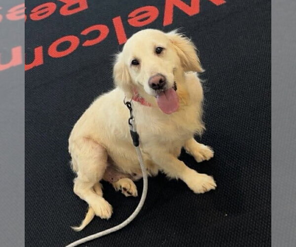 Medium Photo #1 Golden Retriever Puppy For Sale in Spring Lake, NC, USA