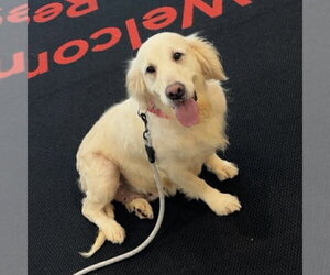 Golden Retriever Dogs for adoption in Spring Lake, NC, USA