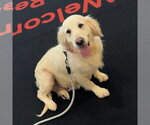 Small Golden Retriever
