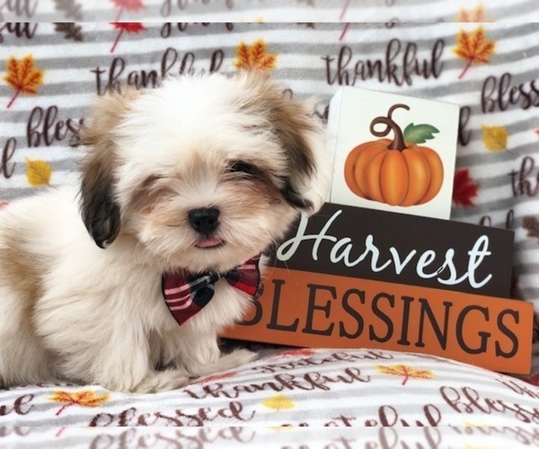 Medium Photo #6 Lhasa Apso Puppy For Sale in LAKELAND, FL, USA