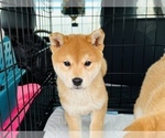 Small Photo #7 Shiba Inu Puppy For Sale in FREMONT, CA, USA