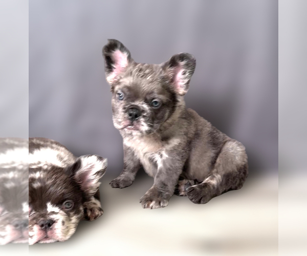 Medium Photo #17 French Bulldog Puppy For Sale in PALMDALE, CA, USA