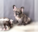 Small #6 French Bulldog