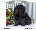 Small Photo #32 Poodle (Toy) Puppy For Sale in GOSHEN, IN, USA