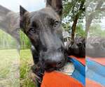 Small #6 Holland Shepherd