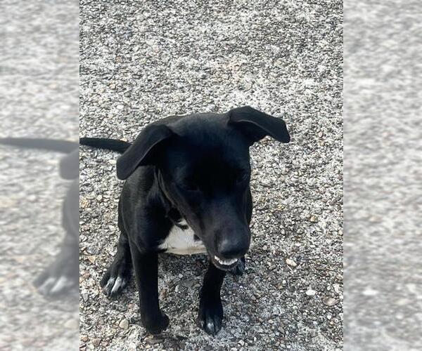 Medium Photo #1 Labrador Retriever Puppy For Sale in Houston, TX, USA