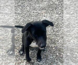 Labrador Retriever Dogs for adoption in Houston, TX, USA