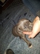 Small Photo #29 American Pit Bull Terrier Puppy For Sale in GRIFFIN, GA, USA