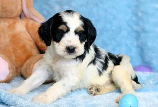 Springerdoodle Puppy for sale in MOUNT JOY, PA, USA