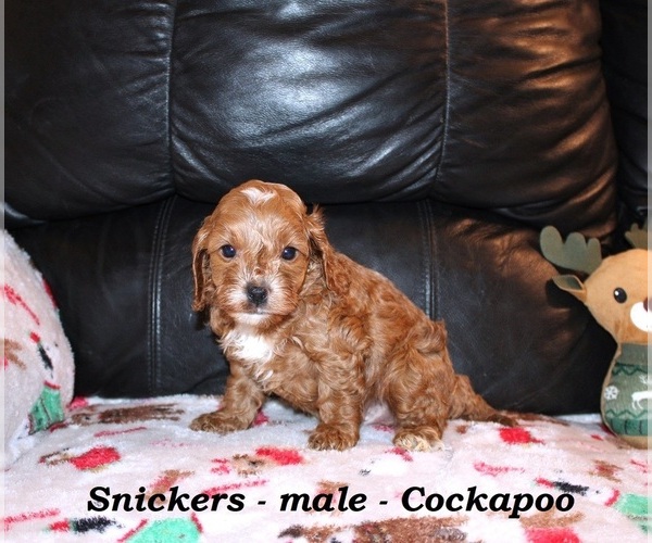 Medium Photo #1 Cockapoo (Miniature) Puppy For Sale in CLARKRANGE, TN, USA