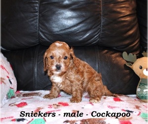 Cockapoo (Miniature) Puppy for sale in CLARKRANGE, TN, USA