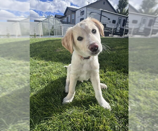 Medium Photo #1 Mutt Puppy For Sale in Sandy, UT, USA